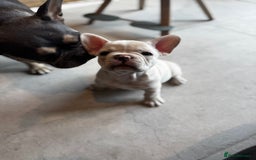 French Bulldog dogs for sale: Ready to go 2 x male French Bulldog KC registered - Image 11