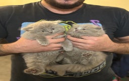 British Shorthair cats for sale: British shorthair blue and lilac  - Image 8