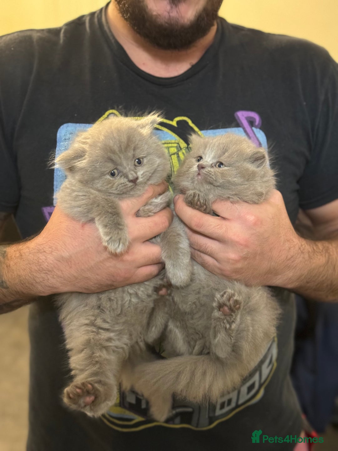 British Shorthair cats for sale: British shorthair blue and lilac  - Image 8