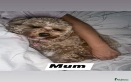 Cavapoo dogs for sale: Cavapoos - Image 10