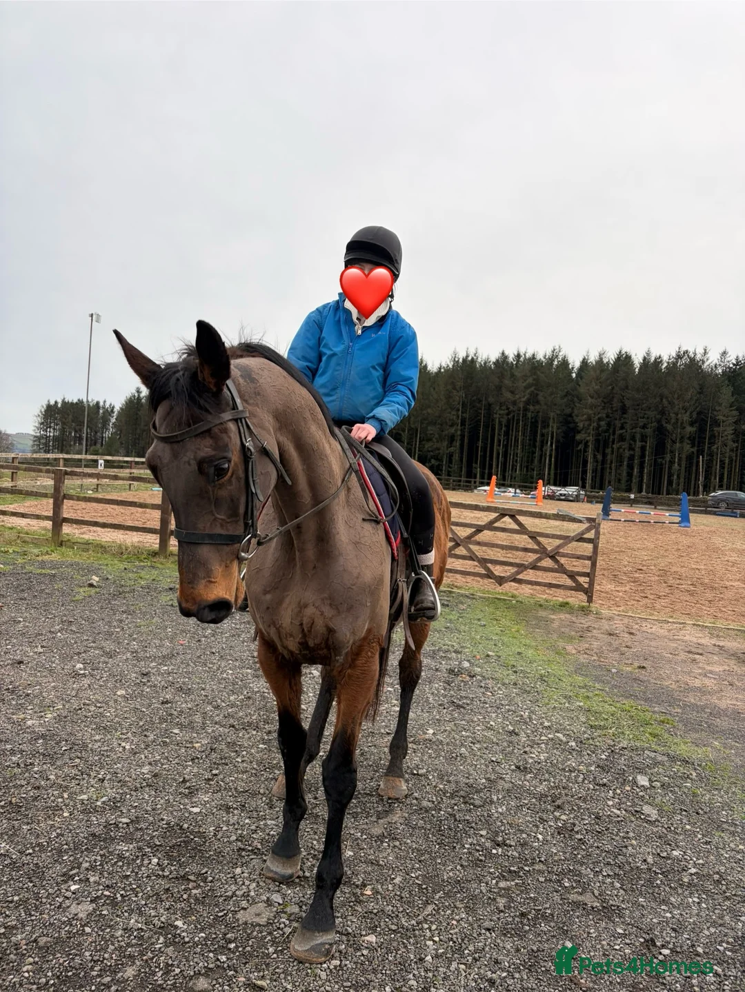 Irish Thoroughbred horses for sale: 10 yr old school mistress  - Advert 8