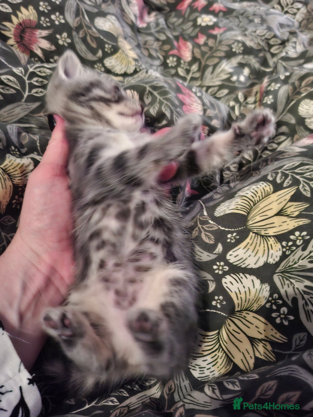 Mixed Breed cats for sale: Kittens looking for new home - Image 5