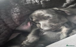 Mixed Breed dogs for sale: Black puppy with white strip on chest  - Image 10