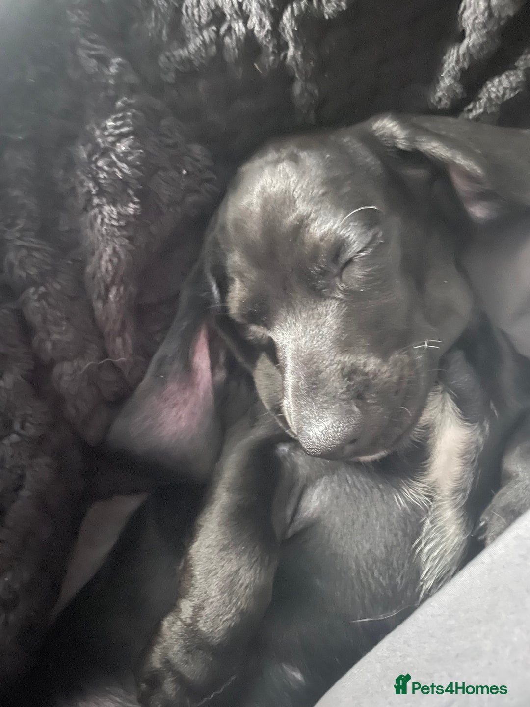 Mixed Breed dogs for sale: Black puppy with white strip on chest  - Image 10