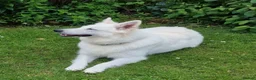 German Shepherd dogs for sale: 🔥Last Pup🔥WhiteGSD-1 Girl Left Ready to go NOW🔥 - Advert 5