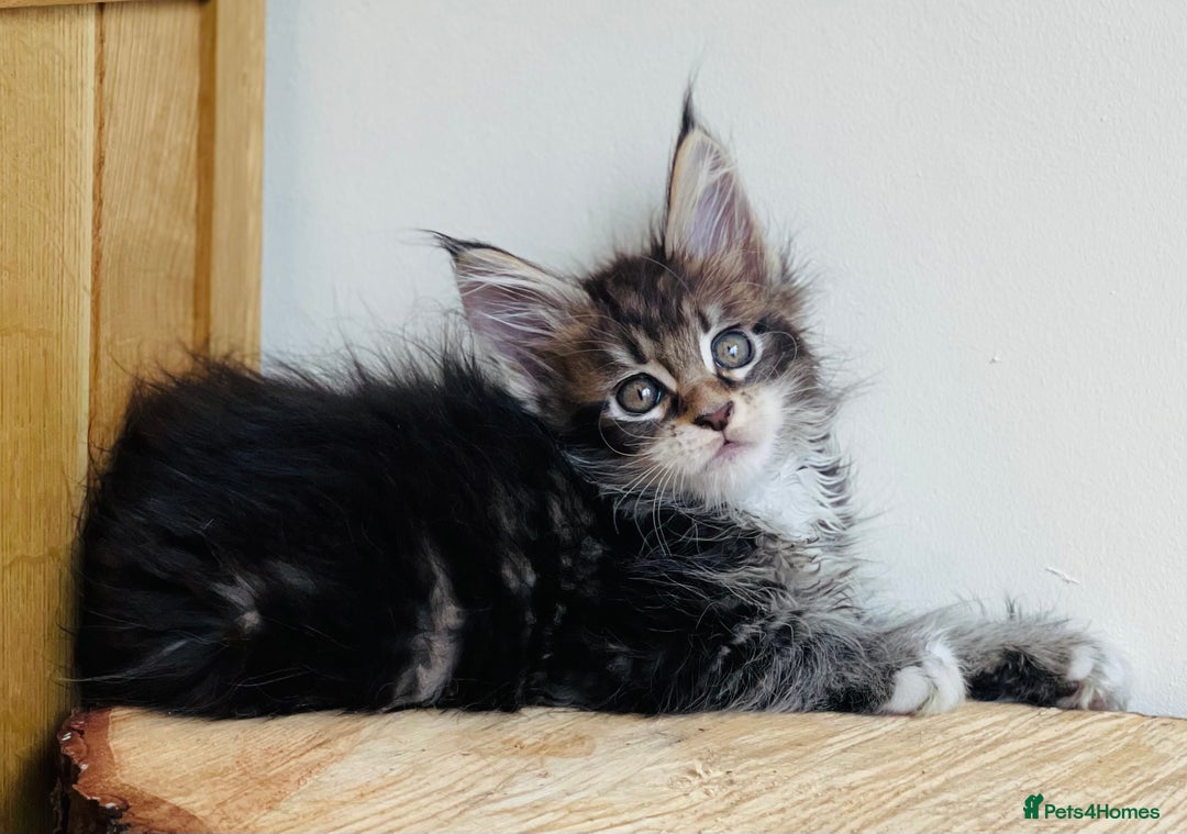 Maine Coon cats for sale: Beautiful pure bread Maine Coon kittens - Image 25