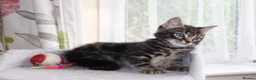 Mixed Breed cats for sale: Tabby Kittens Ready for Collection  - Advert 6