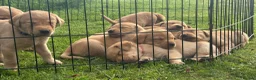 Labrador Retriever dogs for sale: Fox Red Lab Puppies (2/9) Exceptional Temperament - Advert 23