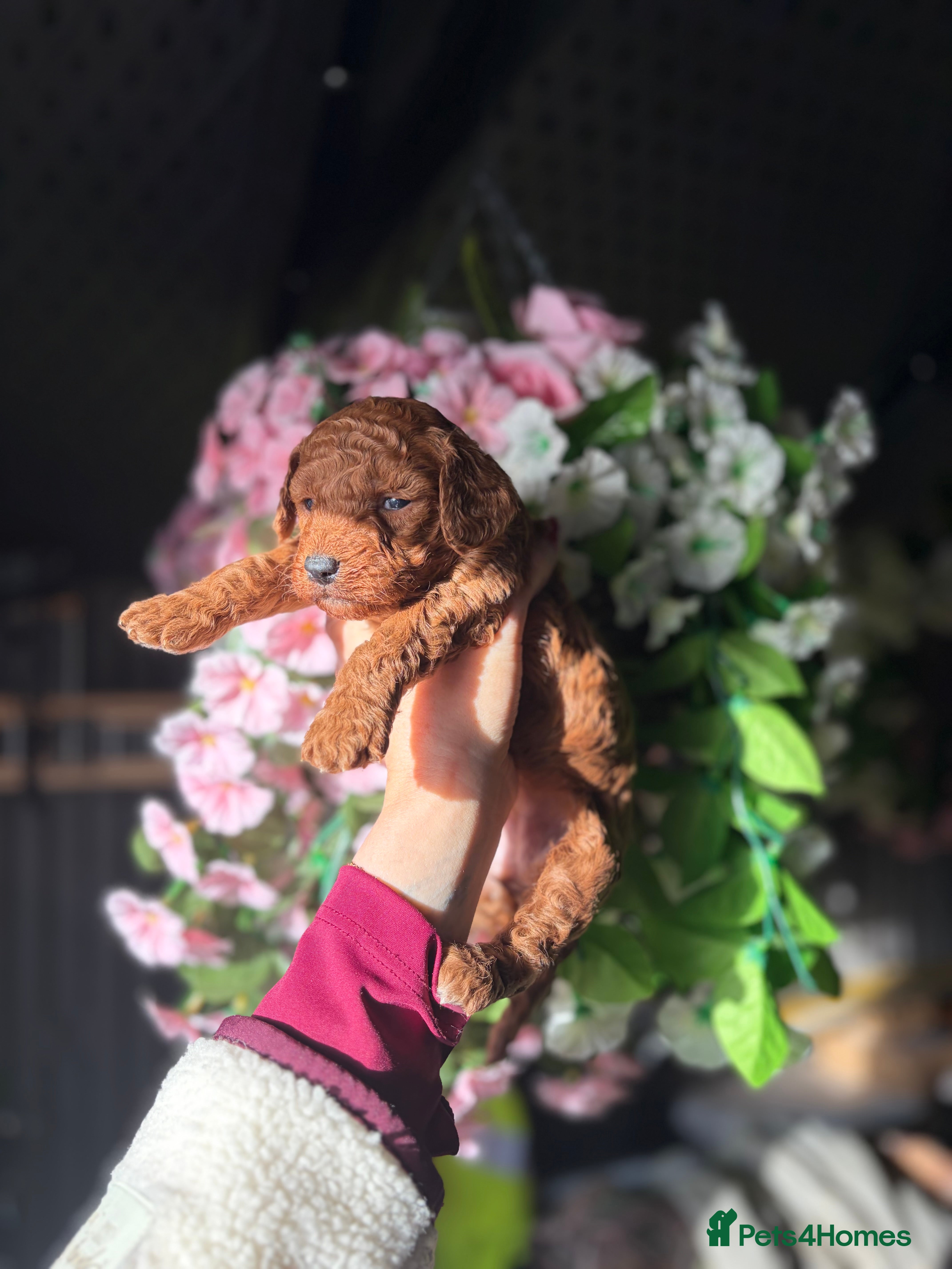 Cockapoo dogs 3 teddy bear F2 Cockapoo girls available  - Advert 1