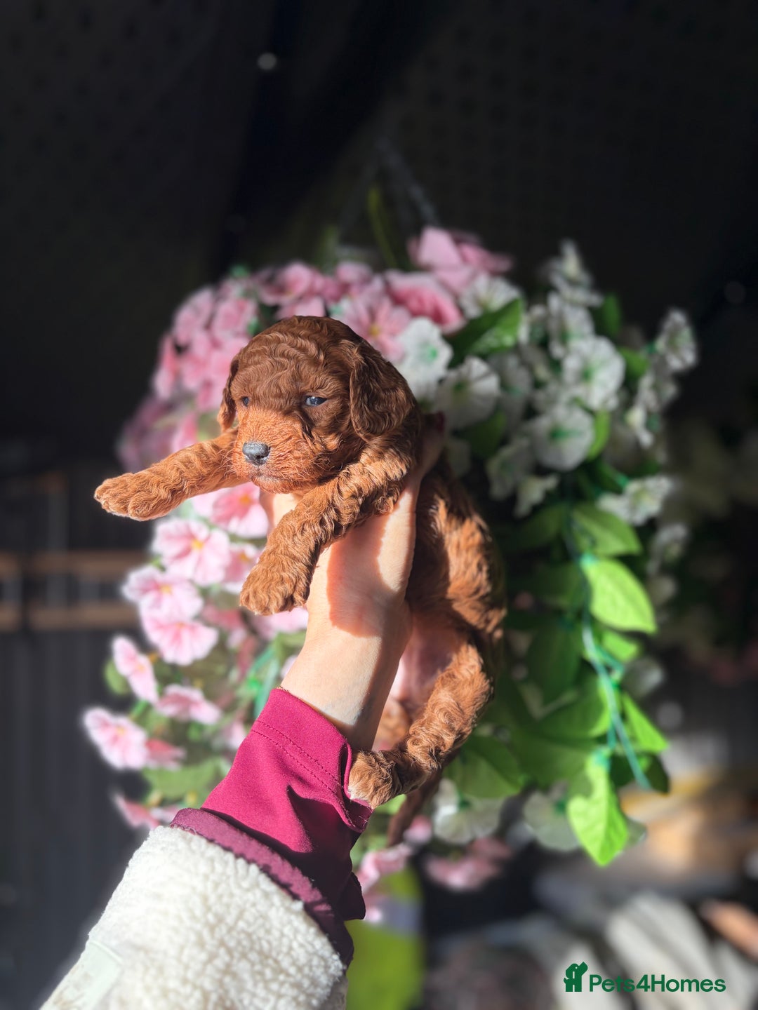 Cockapoo dogs for sale: 3 teddy bear F2 Cockapoo girls available  - Advert 1