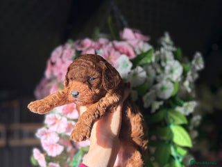 Cockapoo dogs 3 teddy bear F2 Cockapoo girls available - Advert 2