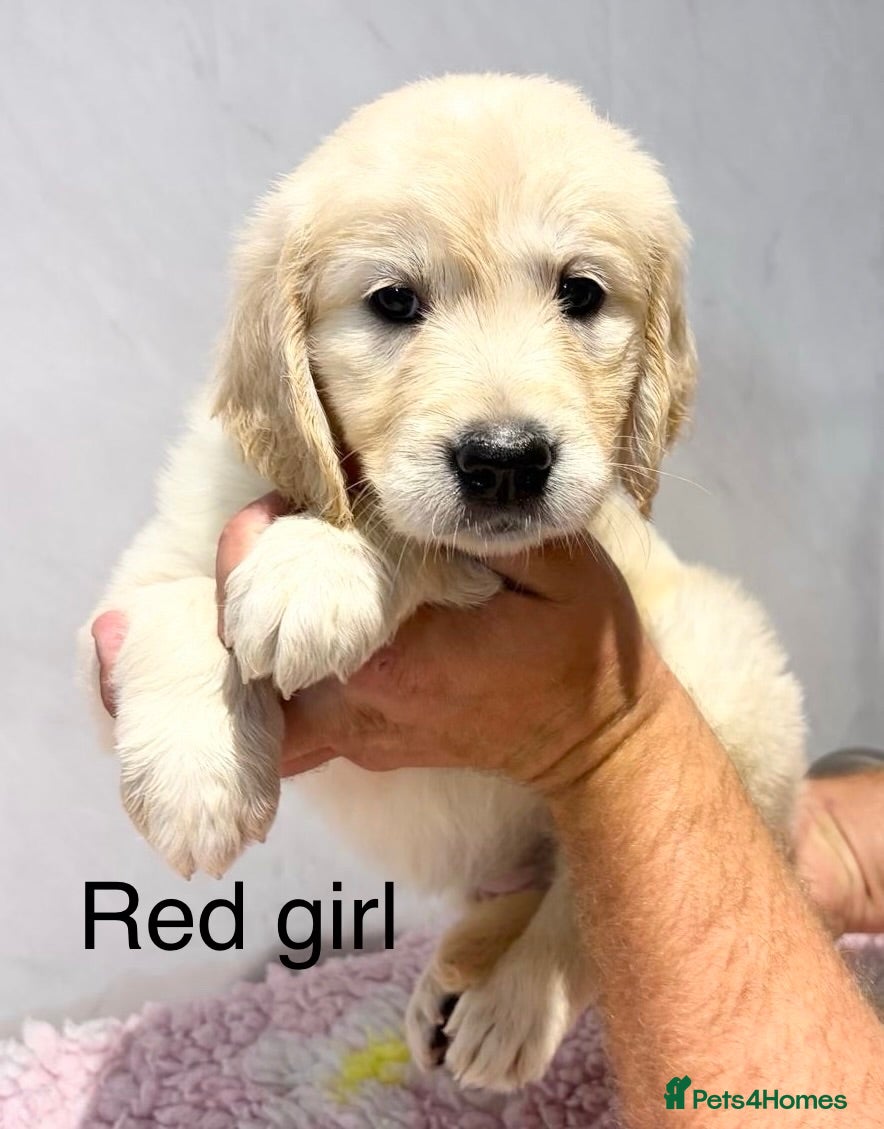 Golden Retriever dogs     Stunning KC Registered Golden Retriever Pups - Advert 1