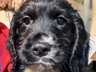 Cocker Spaniel dogs KC registered Working Cocker Spaniel - Advert 1