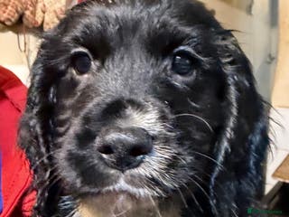 Cocker Spaniel dogs KC registered Working Cocker Spaniel - Advert 7