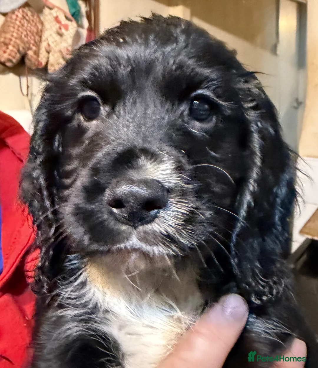 Cocker Spaniel dogs for sale: KC registered Working Cocker Spaniel  - Advert 1
