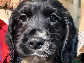 Cocker Spaniel dogs KC registered Working Cocker Spaniel - Advert 11