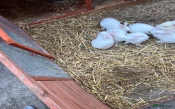 New Zealand rabbits for sale: New zealand white Baby rabbits 5weeksold  for sale - Image 8