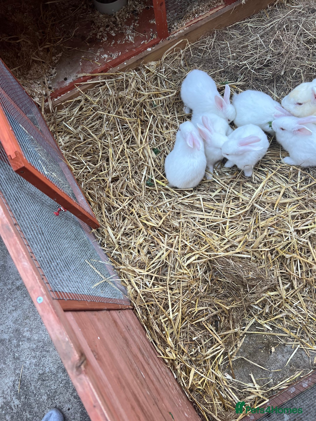 New Zealand rabbits for sale: New zealand white Baby rabbits 5weeksold  for sale - Image 8