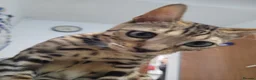Bengal cats for sale: Bengal beatiful kittens ready for new home 🐱🏠🐾  - Advert 2