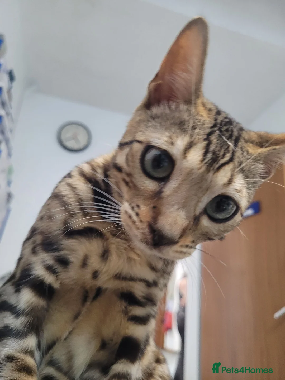 Bengal cats for sale: Bengal beatiful kittens ready for new home 🐱🏠🐾  - Advert 2