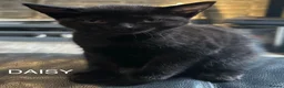 Mixed Breed cats for sale: Kittens - Advert 3