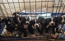 Mixed Breed dogs for sale: Litter of 7 beautiful puppies - Image 2