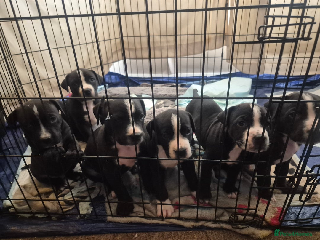 Mixed Breed dogs for sale: Litter of 7 beautiful puppies - Image 2