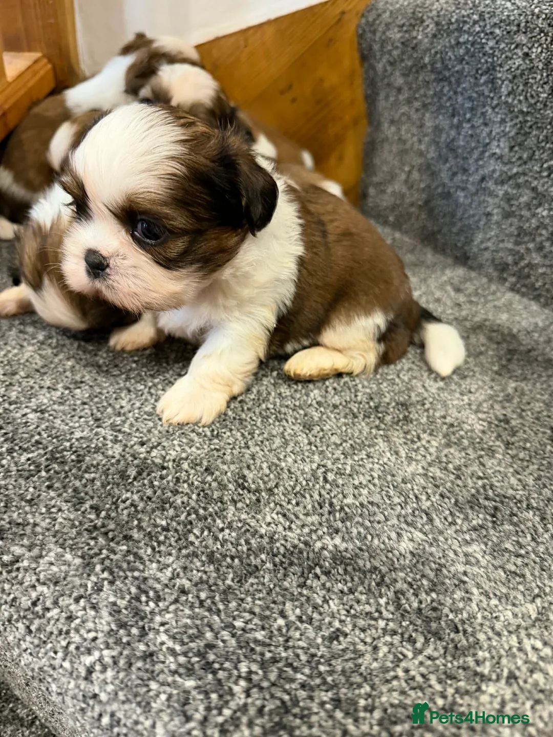 Shih Tzu dogs for sale: Early Spring Shihtzu Puppies  - Advert 12