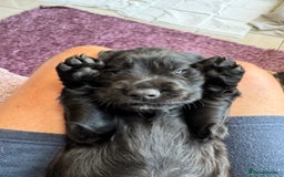 Cocker Spaniel dogs for sale: Black Cocker Spaniel Puppies - Image 11