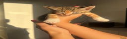 Bengal cats for sale: Beautiful Half Bengal Kittens - Advert 26