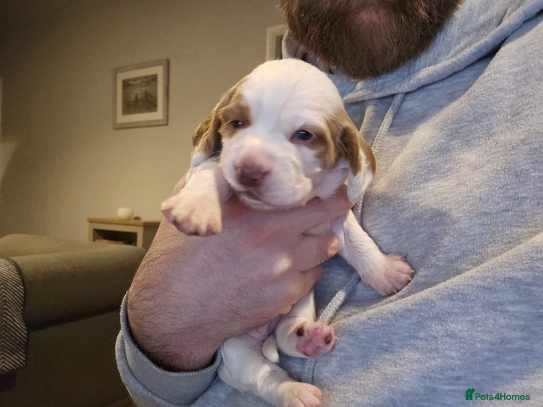 Cocker Spaniel dogs for sale: KC Working Cocker Spaniel Puppies - Advert 15