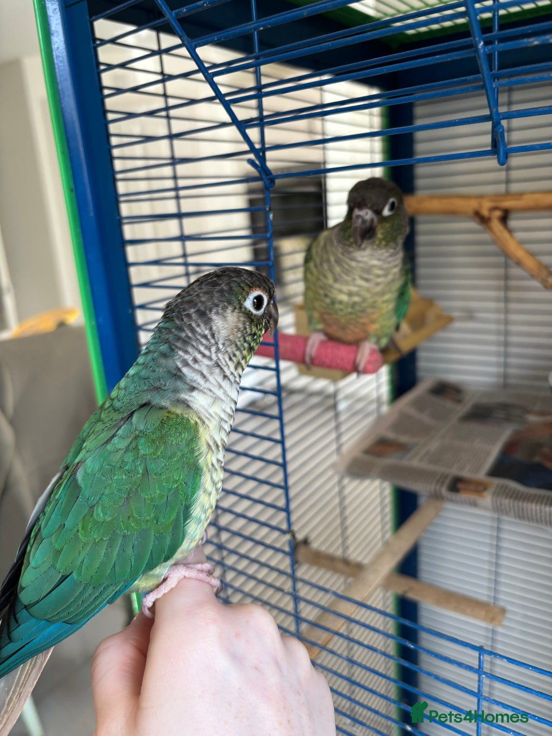 Conures birds for sale: Pair of tame conures  - Image 7