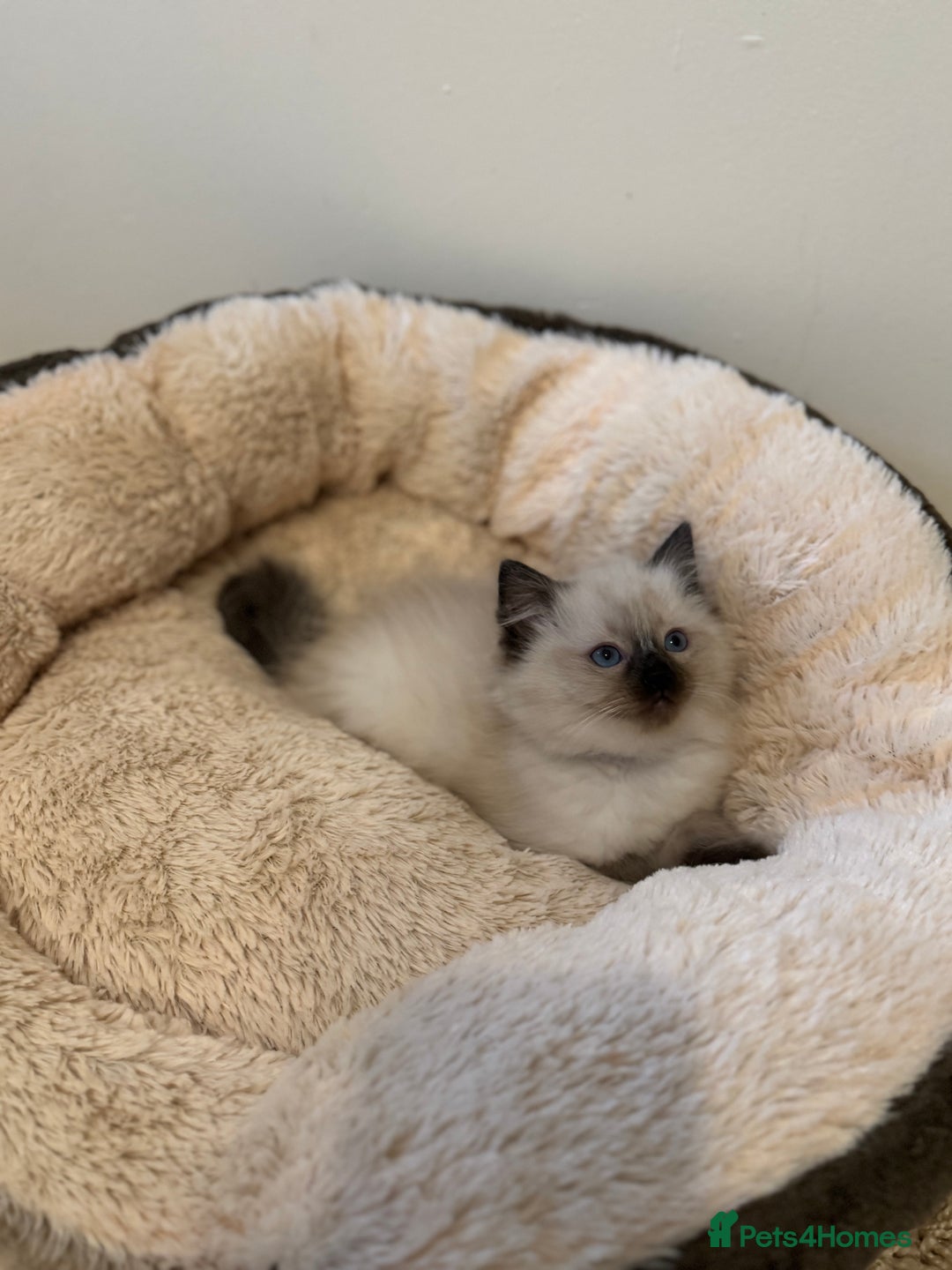 Ragdoll cats for sale: Beautiful Ragdoll Kittens - Advert 11