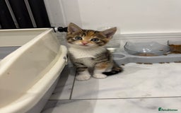 Mixed Breed cats for sale: Two left - 1 tortie girl. 1 dilute ginger boy.  - Image 1