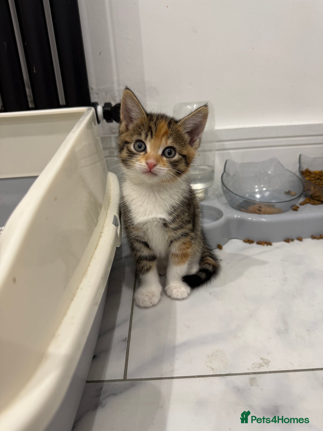 Mixed Breed cats for sale: Two left - 1 tortie girl. 1 dilute ginger boy.  - Image 1