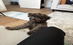 Mixed Breed dogs for sale: Puppies looking for a loving family  - Image 3