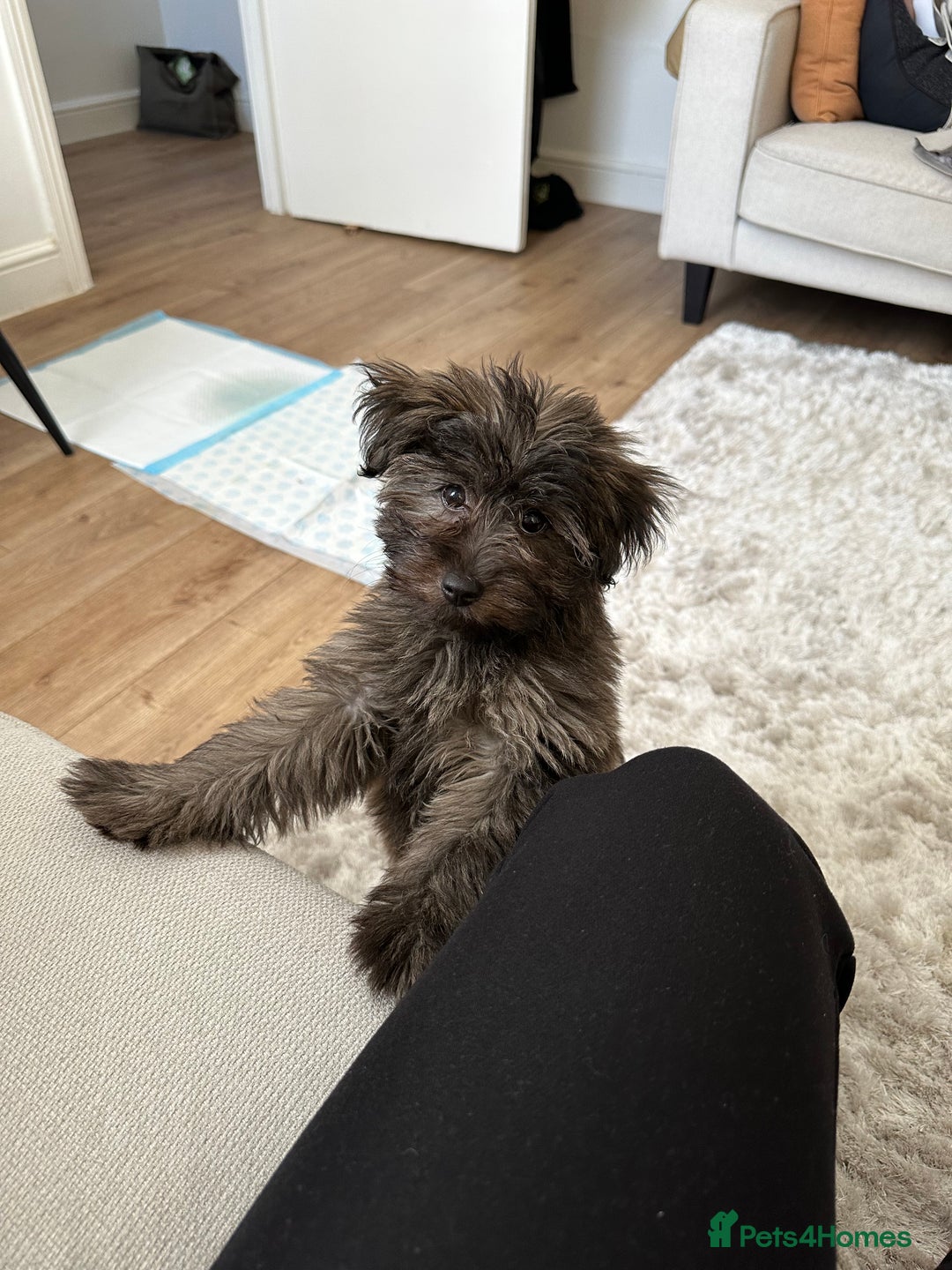 Mixed Breed dogs for sale: Puppies looking for a loving family  - Image 3