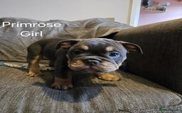 Mixed Breed dogs for sale: Tri English bulldog French mix (frenglish) - Image 12