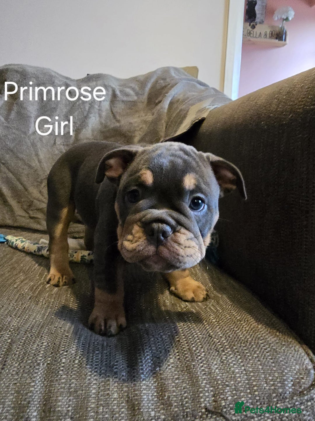 Mixed Breed dogs for sale: Tri English bulldog French mix (frenglish) - Image 12