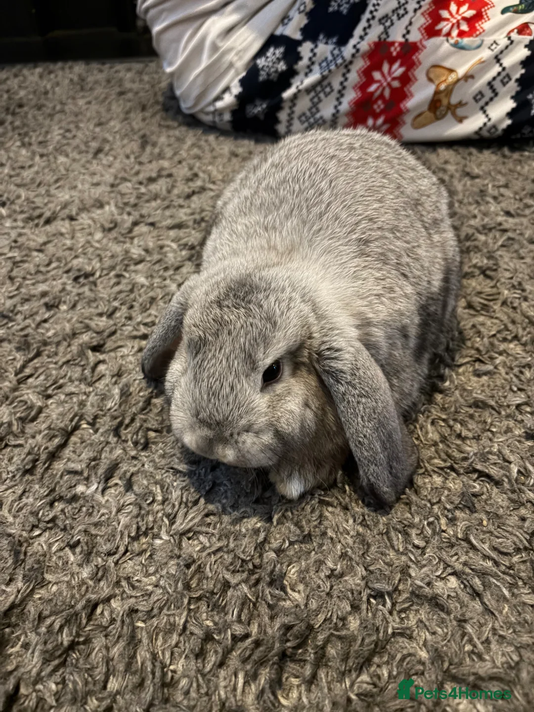 Dwarf Lop rabbits for sale: Bonded pair (females) - Advert 2