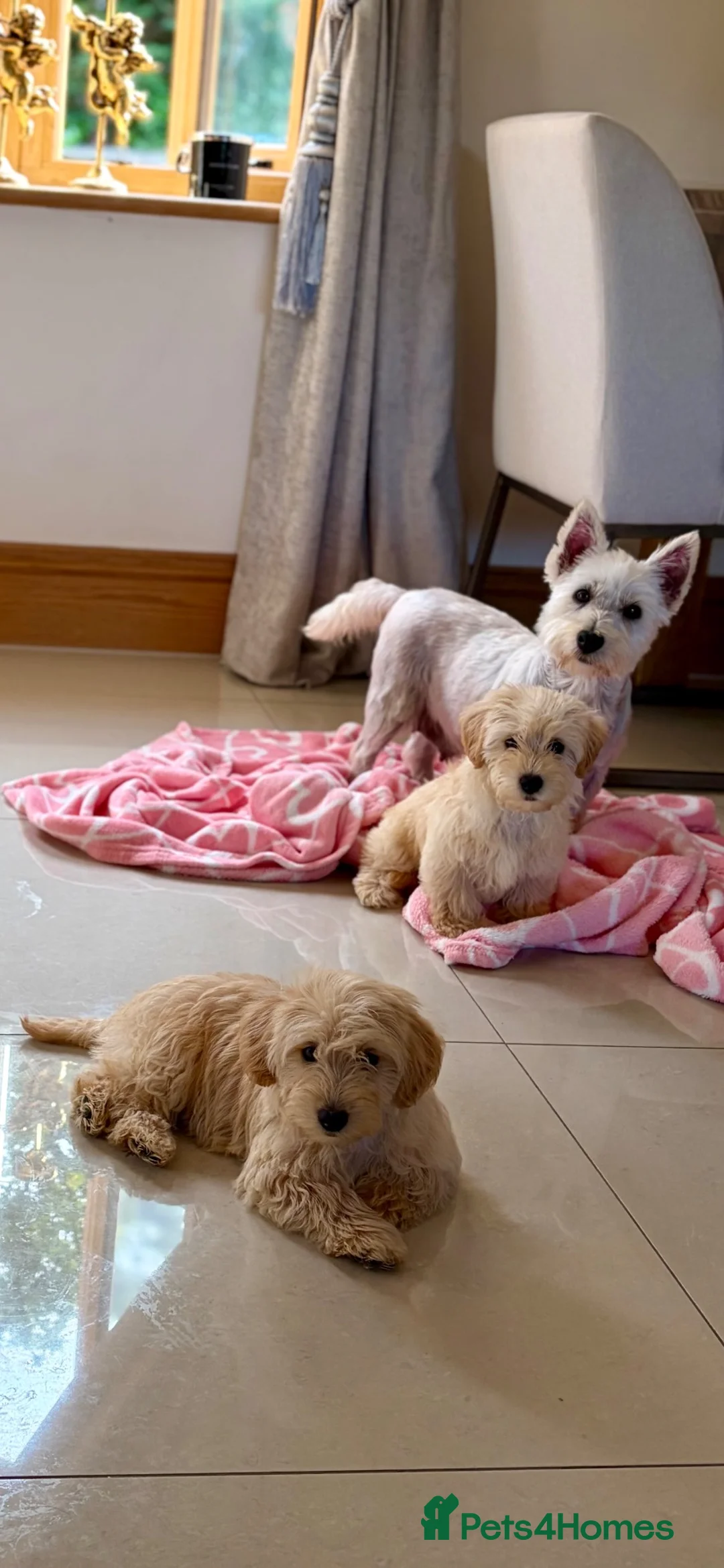 Westiepoo dogs for sale: 🐾THE CUTEST APRICOT WESTIEPOO PUPPIES🐾 - Advert 9