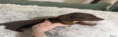 Miniature Dachshund Puppy 3