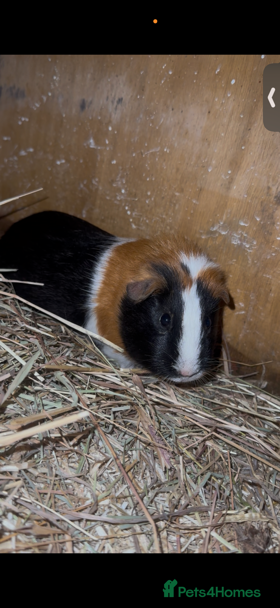 Guinea Pig rodents for sale: Rosette Teddy X US Smooth  - Advert 5