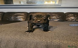 Cane Corso dogs for sale: ULTIMATE CANE CORSO PUPPIES  - Image 10