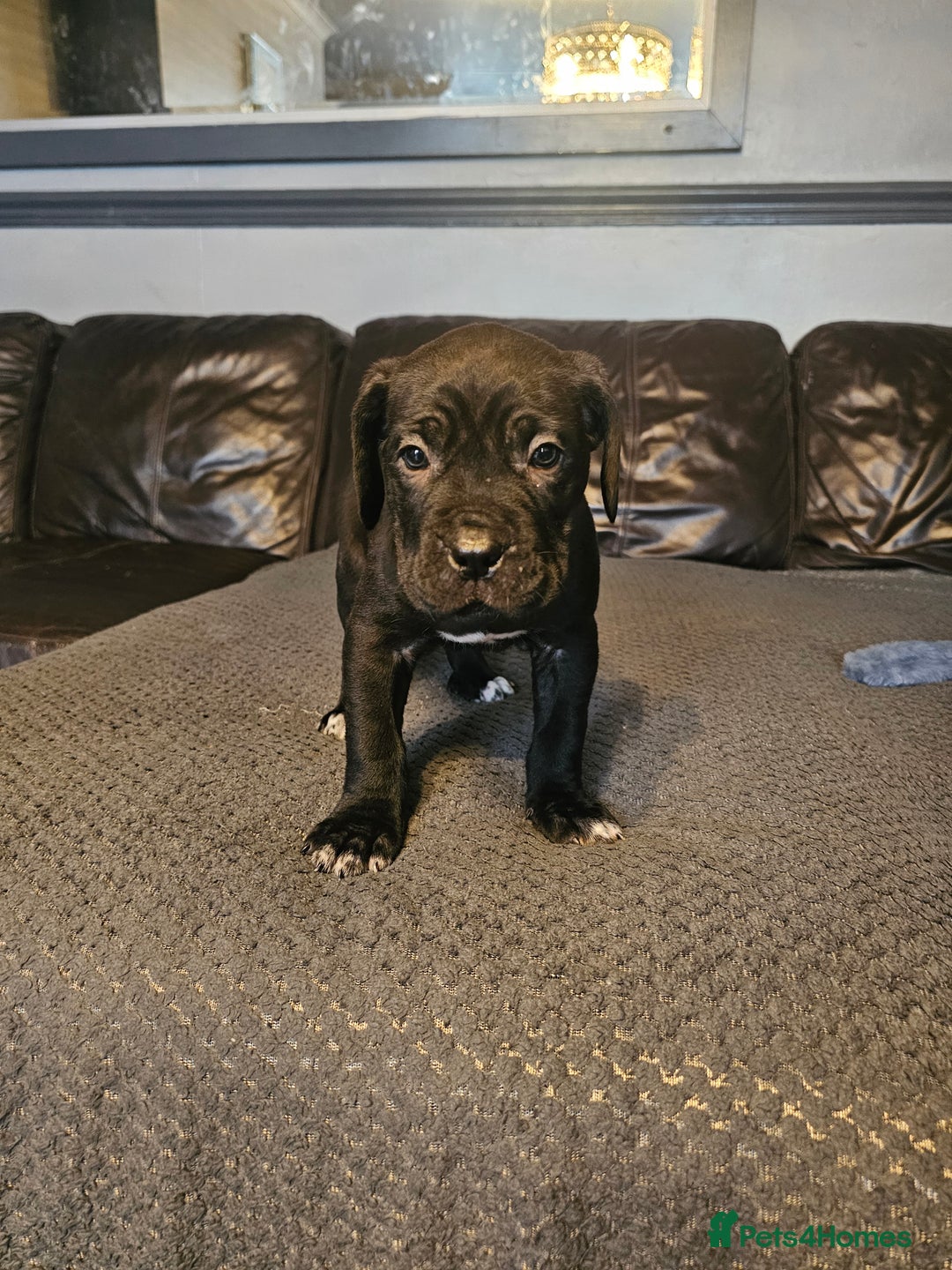 Cane Corso dogs for sale: ULTIMATE CANE CORSO PUPPIES  - Image 10