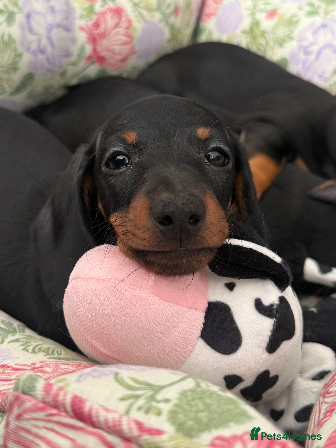 Miniature Dachshund dogs for sale: Ready for forever sofas! 3 Stunning KC reg puppies - Image 1