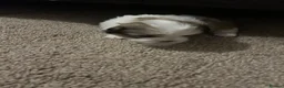 Shih Tzu dogs for sale: Shiatsu puppies for sale  - Advert 2