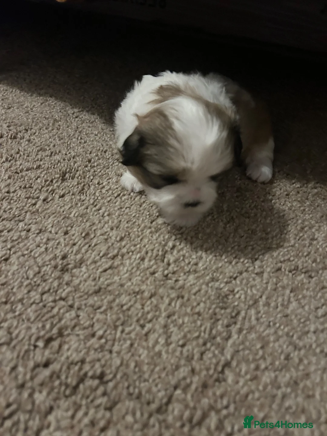 Shih Tzu dogs for sale: Shiatsu puppies for sale  - Advert 2