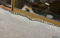 Python Snake reptiles for sale: Male royal python - Image 7