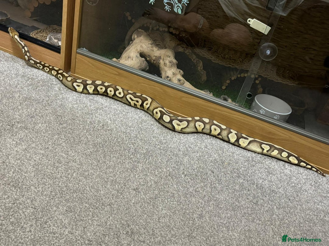 Python Snake reptiles for sale: Male royal python - Image 7